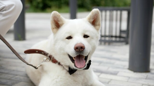 White Husky dog. Husky dog with a bow tie.