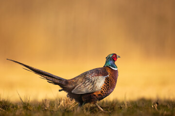 Common pheasant Phasianus colchius Ring-necked pheasant in natural habitat, grassland in early spring