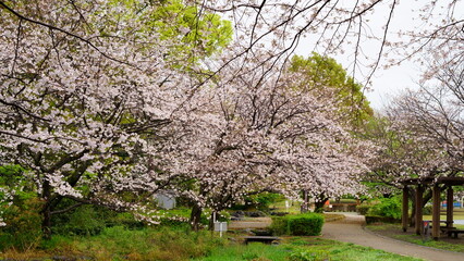 Cherry blossoms are seasonal they only bloom in spring time.