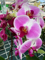Fototapeta na wymiar Bellissimo fiore di orchidea viola nel vivaio di piante da giardino. Serra dell'azienda agricola del fiore dell'orchidea. Avvicinamento.