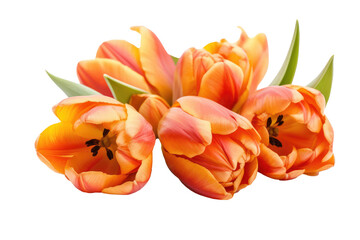 Orange tulip isolated on transparent background. Generative Ai