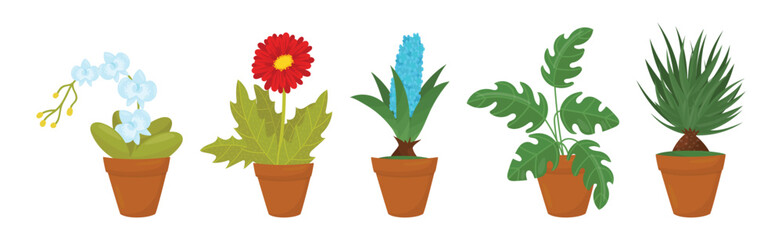Flowers and Plants Growing in Ceramic Pots Vector Set