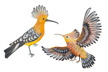 Two hoopoe birds painted in watercolor and isolated on a white background.