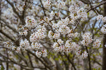 桜づつみ公園の桜