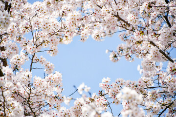 満開の桜と青空のフレーム