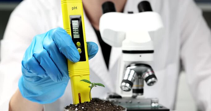 Laboratory worker uses meter to measure Ph of soil in container with cannabis plant. Growth of marijuana for medicinal purposes slow motion