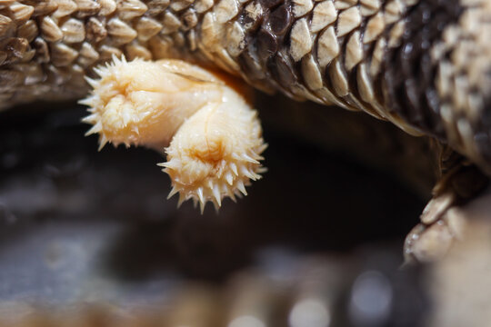 Hemipene de serpiente venenosa 