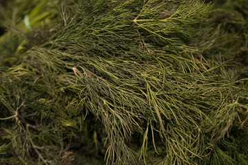 Photo of dill in supermarket, photo for your advertising