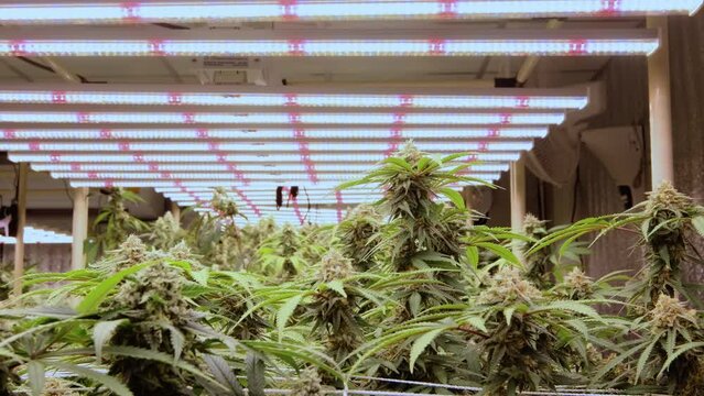Cannabis planting herb to making drug from cannabis hemp at lab farming indoor. Cannabis farm indoor. LED lighting in greenhouse.