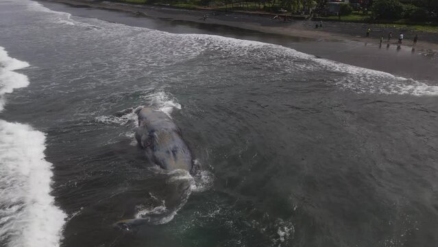 Dead Sperm  Whale near  Bali coastline
