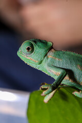 Cría de Camaleón velo (Chamaeleo calyptratus) 
