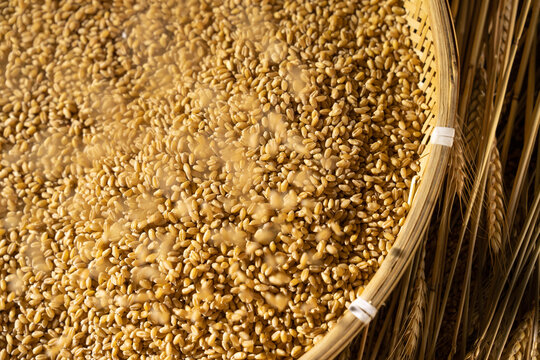 wheat