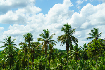 Naklejka na ściany i meble Tropical forest with palm trees and blue sky with fluffy clouds