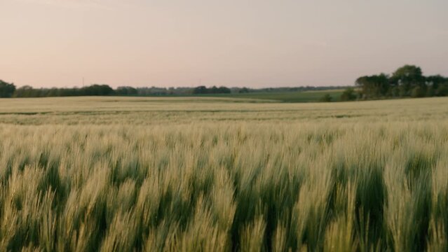 Cinematic footage of Danish wheat fields during golden hour. Peacefully and quietly the field sways in the wind. Shot on RED Dragon 6K.