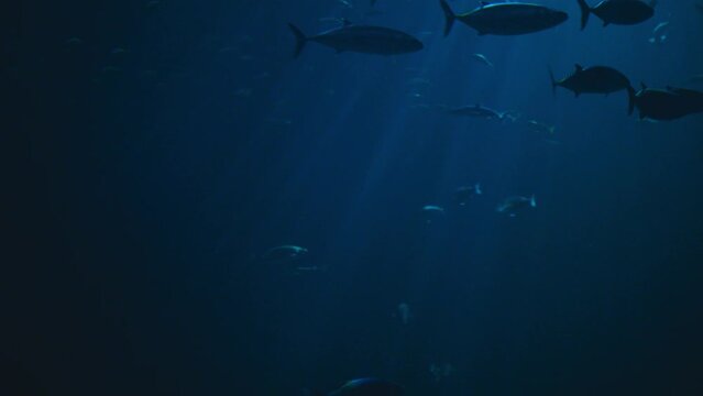 Fish swimming in a giant commercial aquarium. Backlit with a spotlight, the atmosphere is moody and resembles actual underwater footage with natural lighting.
