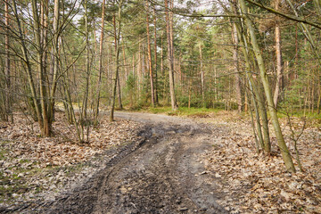 ścieżka, las 