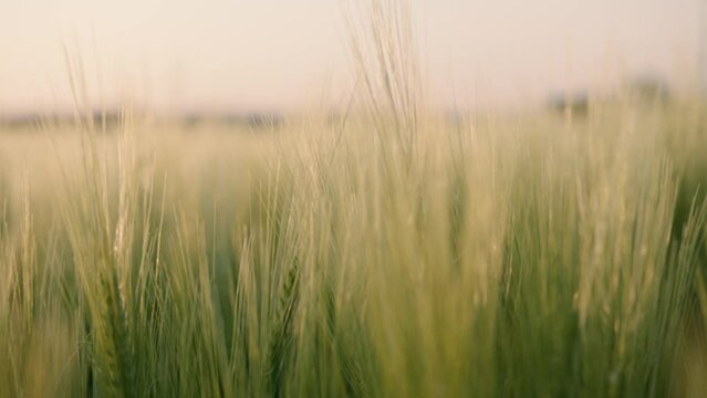 Cinematic footage of Danish wheat fields during golden hour. Peacefully and quietly the field sways in the wind. Shot on RED Dragon 6K.