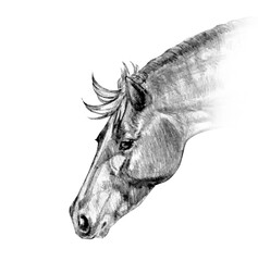 Graphic illustration of a portrait of horse in black and gray color isolated on a white background. Handmade. © dakora