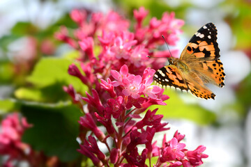 Schmetterling 1064 © K.-U. Häßler