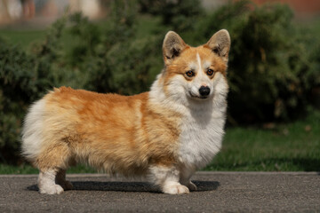 Welsh Corgi Pembroke standing in the park on a sunny summer day