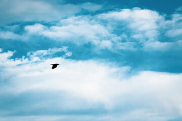 Frei wie ein Vogel
