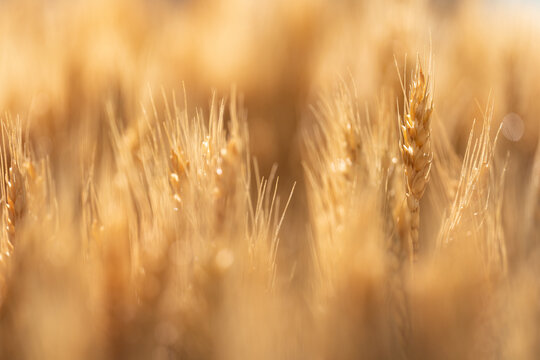 wheat