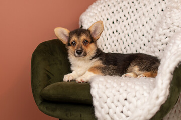 Cute Corgi Pembroke puppy lying on a green armchair with white plaid 