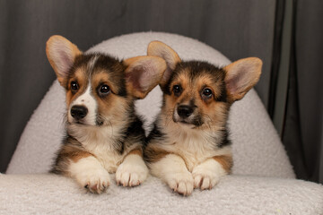Two corgi puppies lying on a white couch