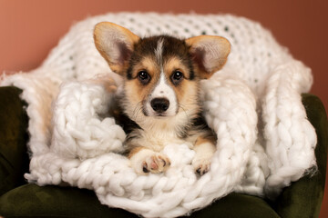 Cute Corgi Pembroke puppy lying on a green armchair with white plaid 