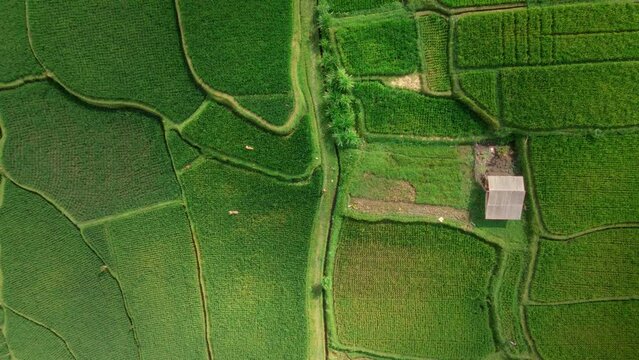 Farmer walking in the middles of his land with rice fields ready for cultivation. Agricultural natural texture tourism destination 4k aerial footage. Terraced Rice Field in Bali, Indonesia