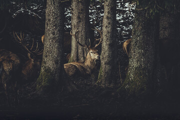 Hirsche im Wald 