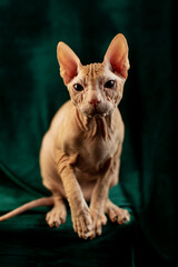 Sphynx cat sitting on a green background