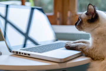 Siamese Cat looking at laptop, pet pretend to be human..