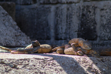 Iguana mexicana de cola espinosa / Western spiny-tailed iguana / Iguane noir (Ctenosaura pectinata / Ctenosaura acanthura)