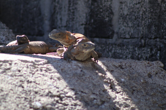 Iguanas naranjas en Isla Isabel, M&eacute;xico. 