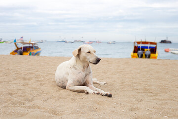 A dog relaxing on the beach. summer concept