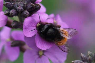 Colorful closeup on a female European orchard mason bee, Osmia cornuta on a purple English...