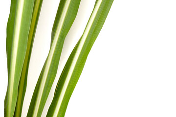 Sugar cane leaves on white background.