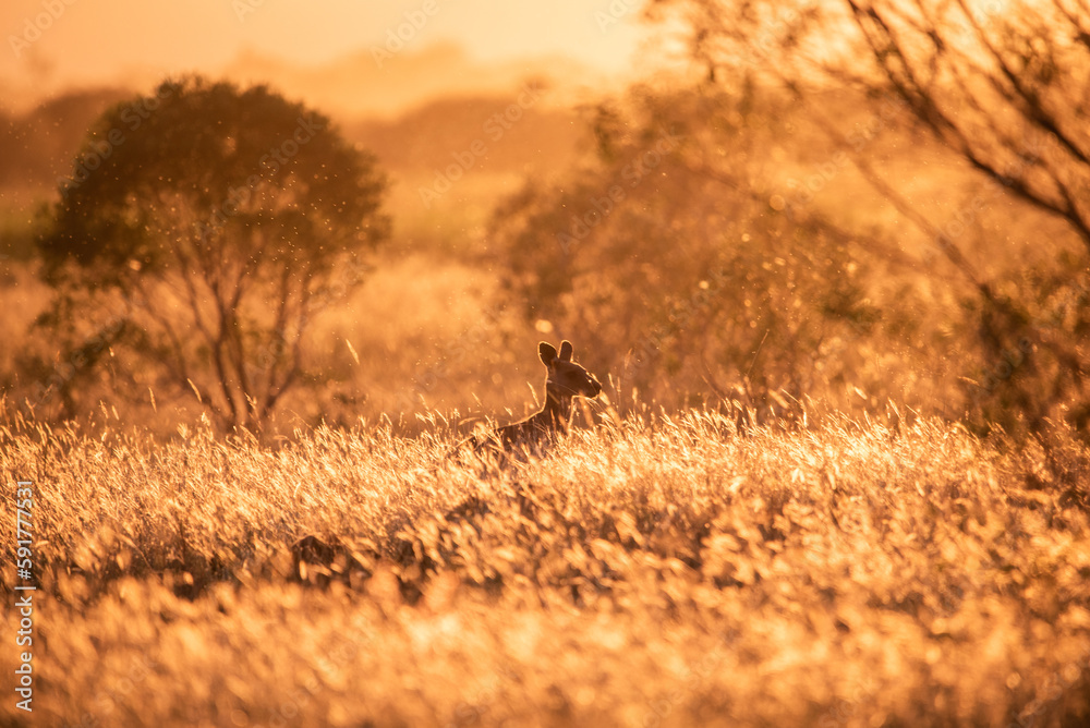 Wall mural Kangaroo at sunset