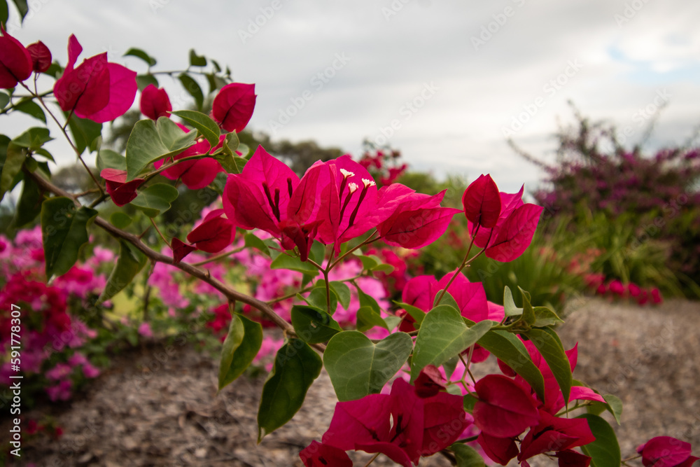 Wall mural bougainvillea flowers