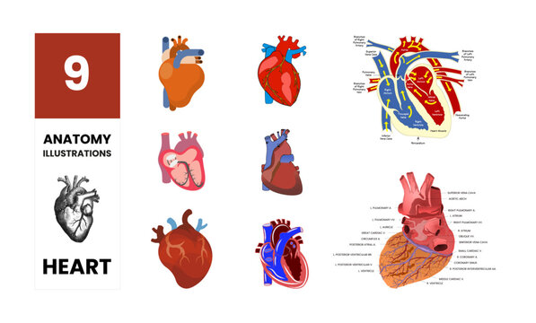 collection of 9 illustrations, anatomy on the heart in vector, theme on medicine