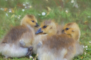 Digital painting of a closeup profile shot of canada geese goslings lying on the green grass which is covered in daisies.