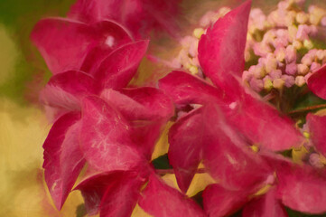 Fototapeta na wymiar Digital painting of pink and red hydrangea buds and petals, in a garden, using a shallow depth of field.