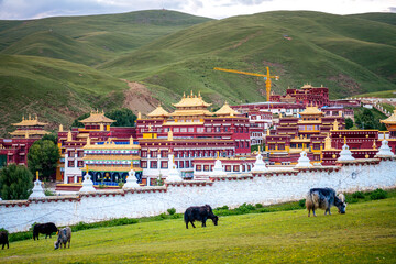 Chode Gompa Monastery in Litang, Sichuan, China. Grasslands and yaks
