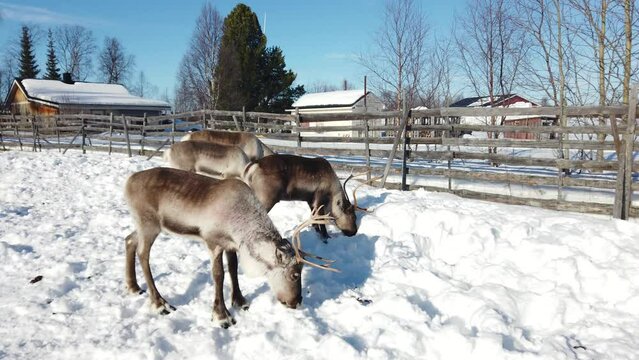 Villaggio Sami a Kiruna in Svezia. La Lapponia con le renne e capanne