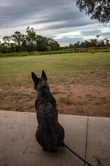 Blue heeler dog