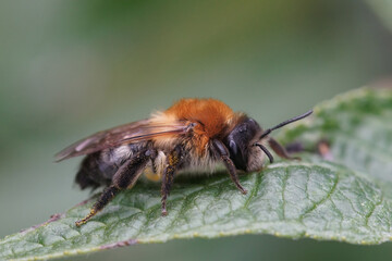 Closeup on a colorful female Grey-patched mining bee, Andrena nitida on a green flower