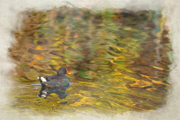 Digital watercolour painting of an an adult Moorhen, Gallinula chloropus on a lake.