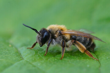 Closeup on a colorful female grey -gastered mining bee, Andrena tibialis sitting on a green leaf