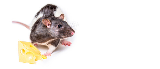 Little mouse trying to move a piece of cheese. Cheese and mouse. Mouse with a slice of swiss cheese isolated on white